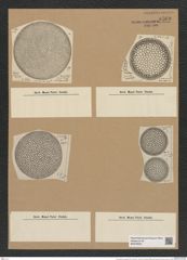 Coscinodiscus marginatus Ehr. (de-Toni-Nr.: Genus 202, Species 4966) Zeichnungen Sammlung Grunow Nr. 8560 (NHMW-BOT-W0378203)